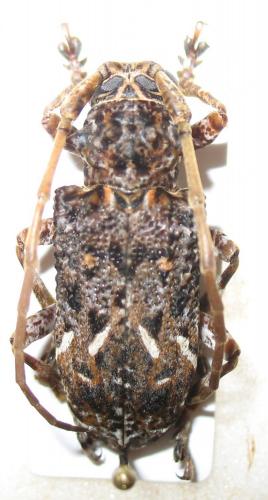 Phrynetopsis fuscicornis